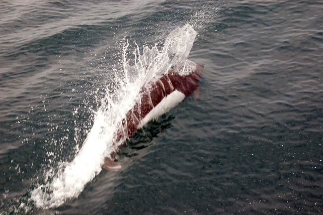 Dalls porpoise2
